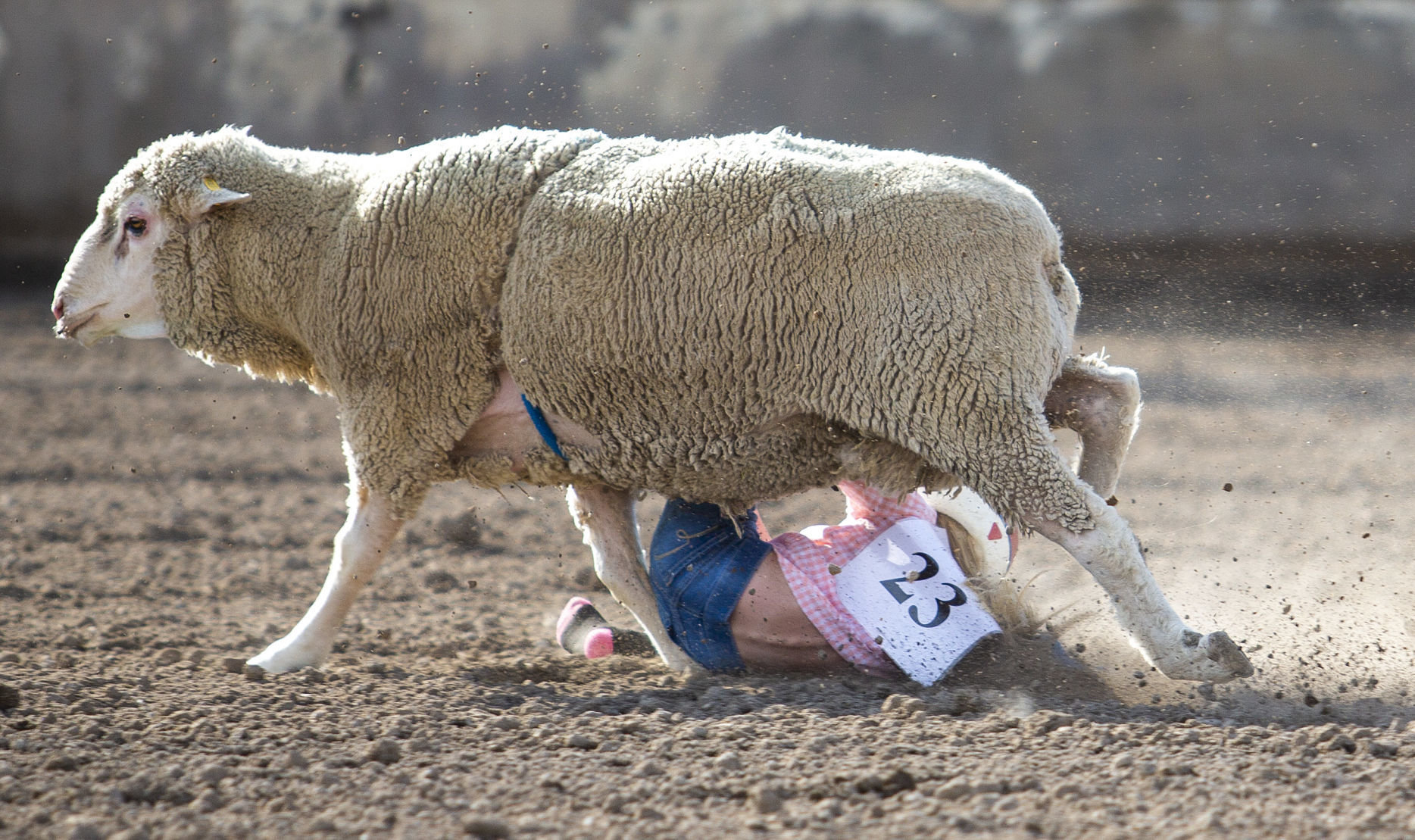 Mutton Busting in Minidoka